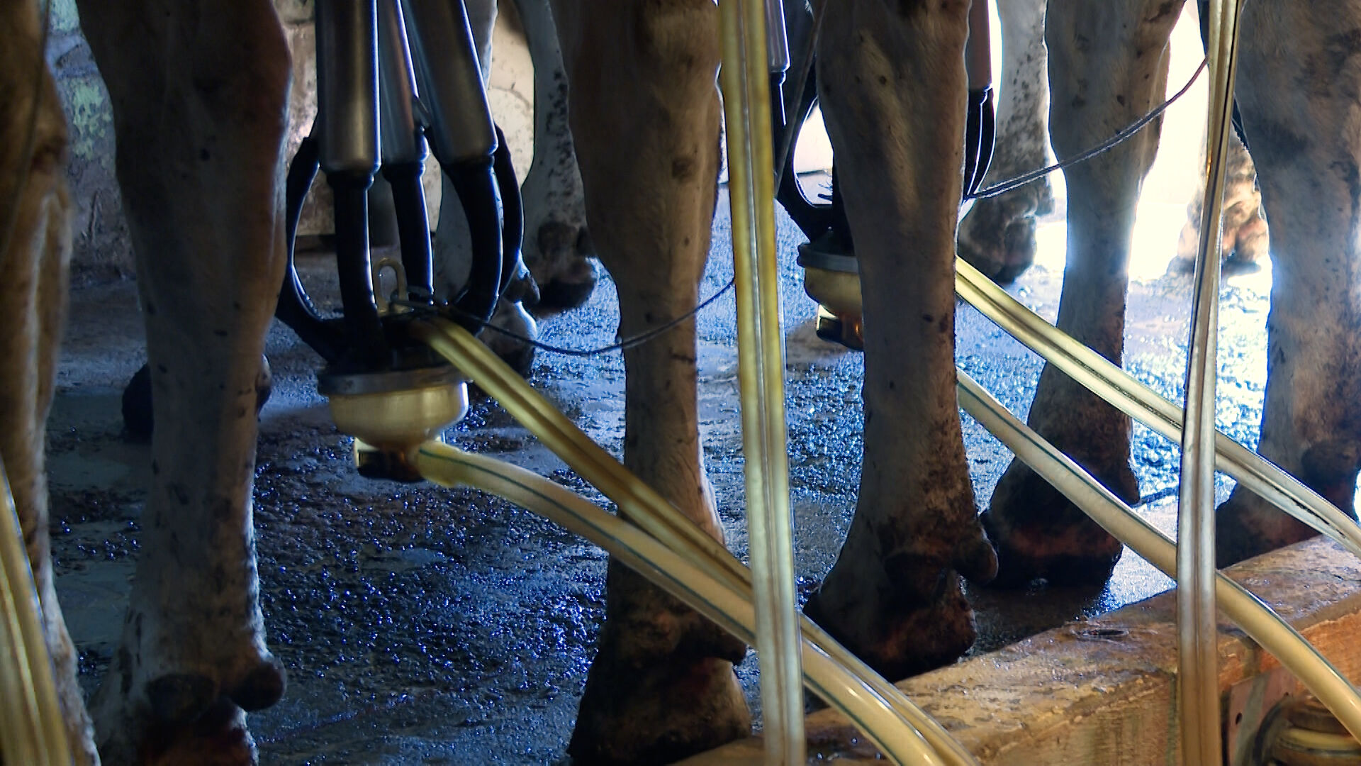 Bruemmer Dairy